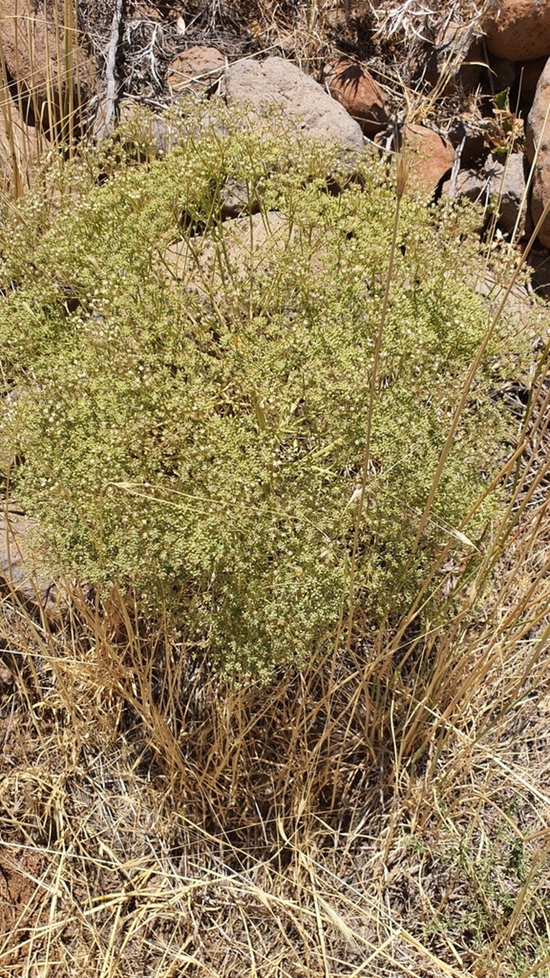 Pimpinella corymbosa