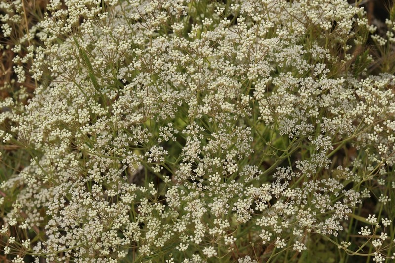 Pimpinella corymbosa photo 2