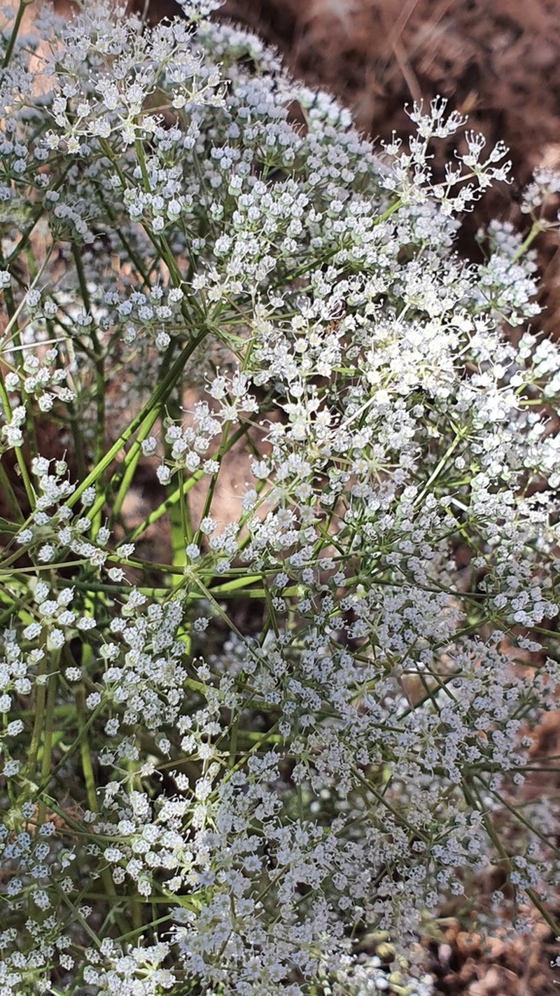 Pimpinella corymbosa photo 3