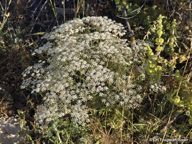 Pimpinella corymbosa photo 4
