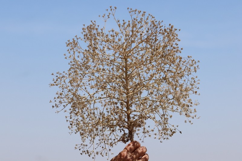 Pimpinella corymbosa photo 5