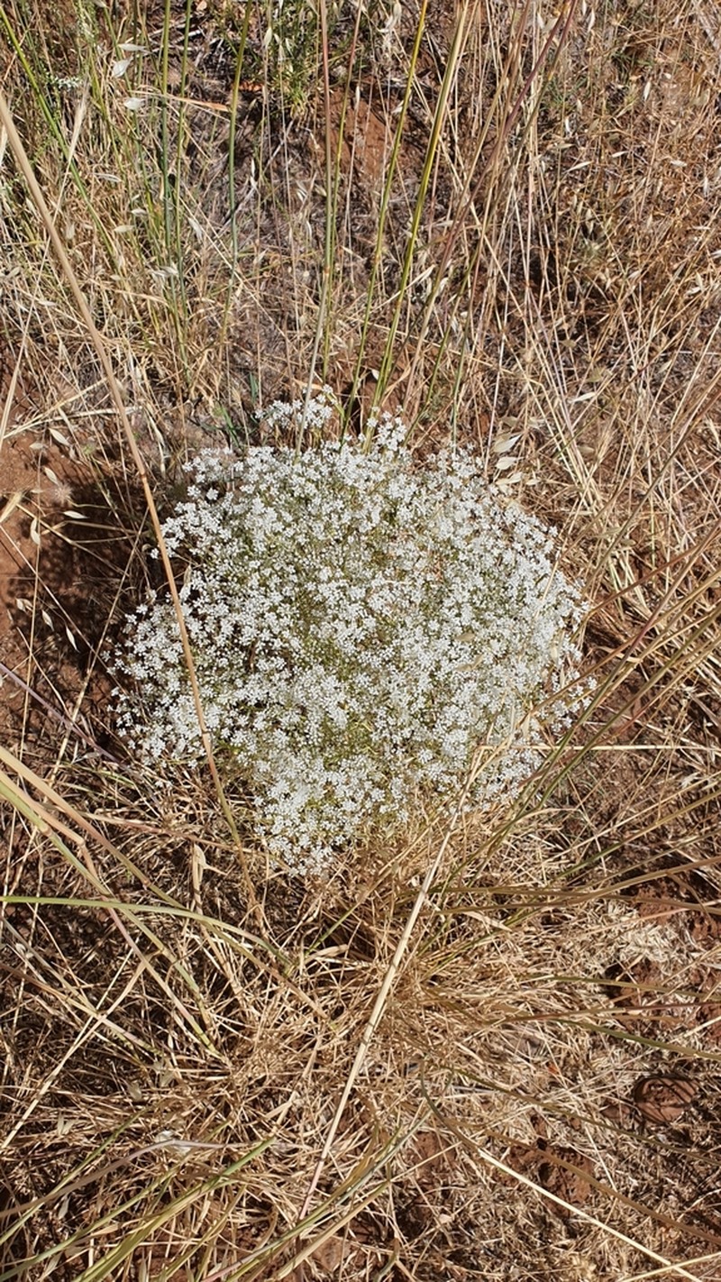 Pimpinella corymbosa photo 6