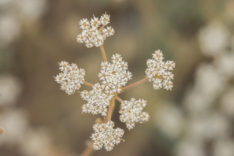 Pimpinella corymbosa photo 8