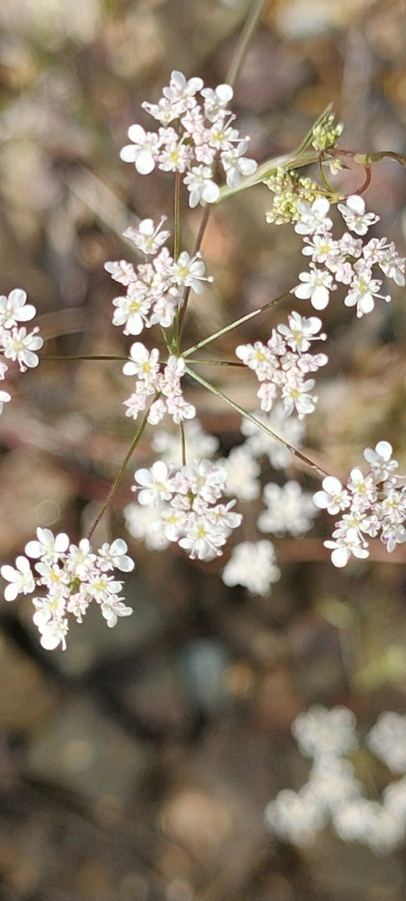Pimpinella cretica