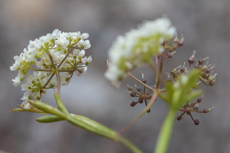 Pimpinella cretica photo 2