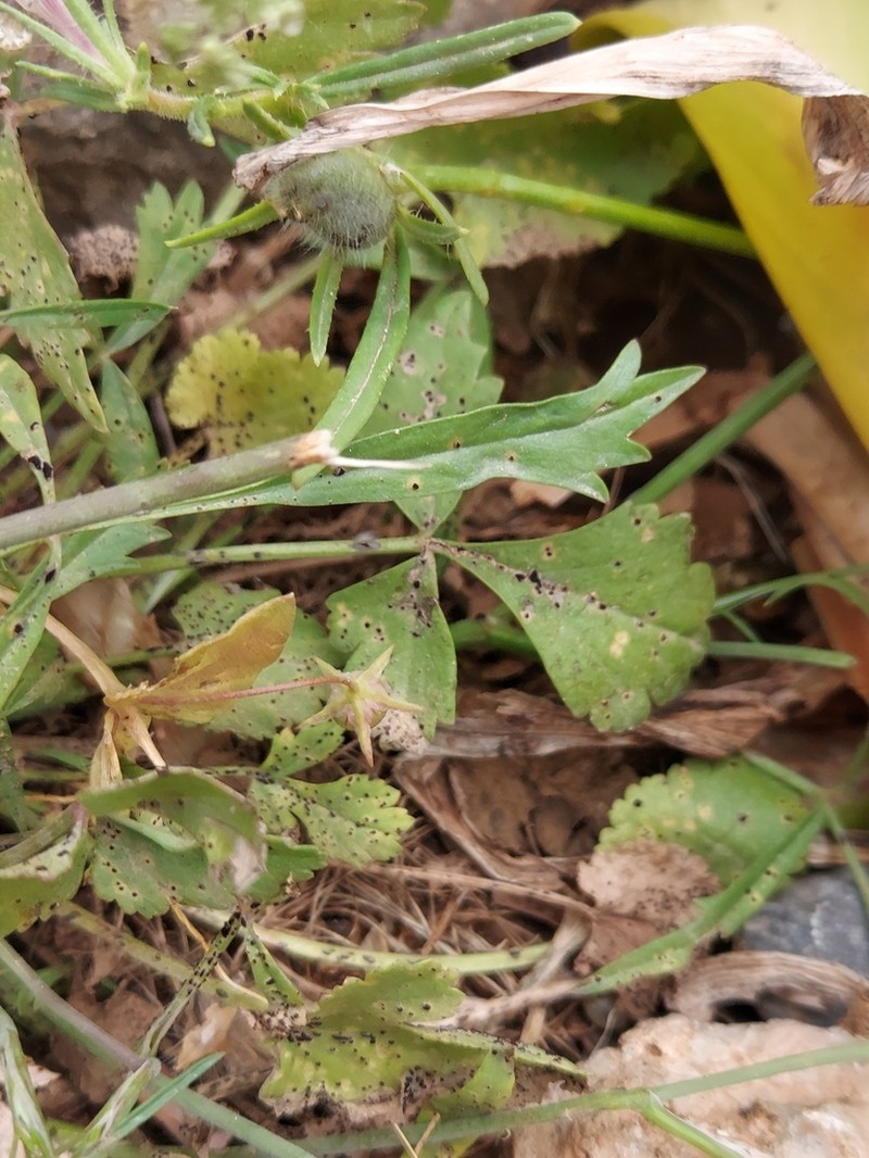Pimpinella cretica photo 3