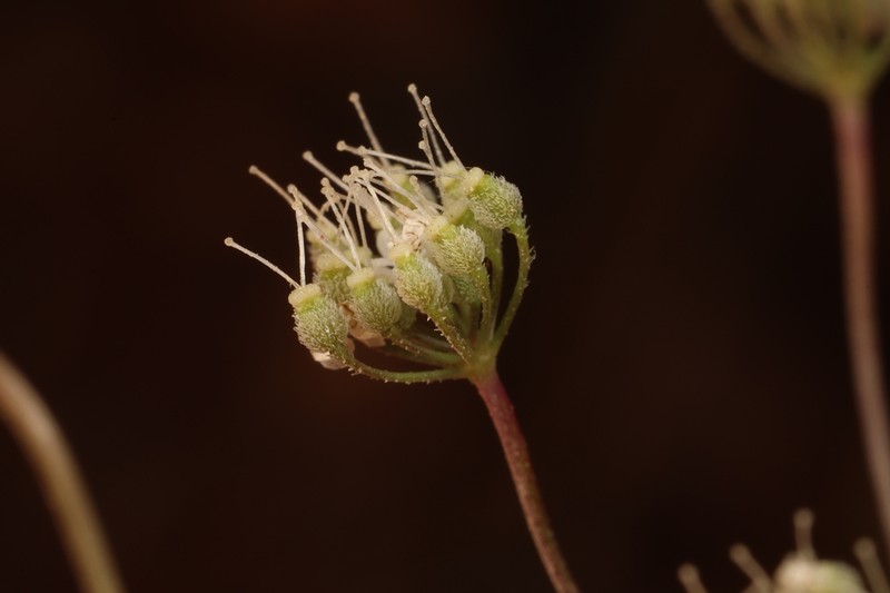 Pimpinella cretica photo 4