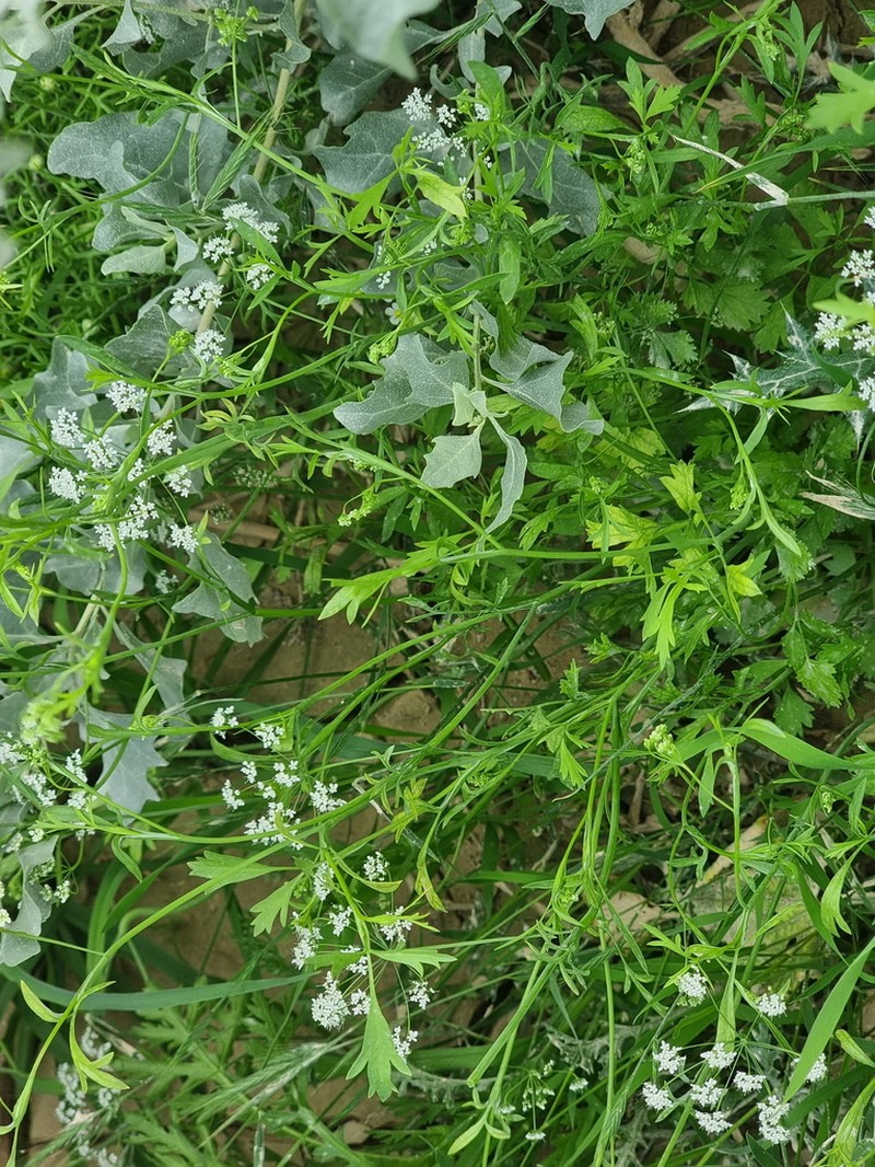 Pimpinella cretica photo 5