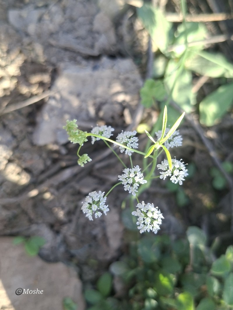 Pimpinella cretica photo 6