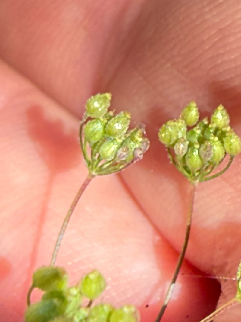 Pimpinella cretica photo 7