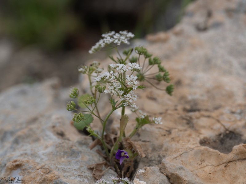 Pimpinella cretica photo 8