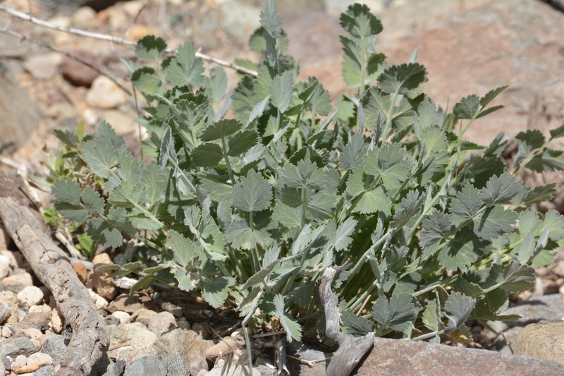 Pimpinella cumbrae