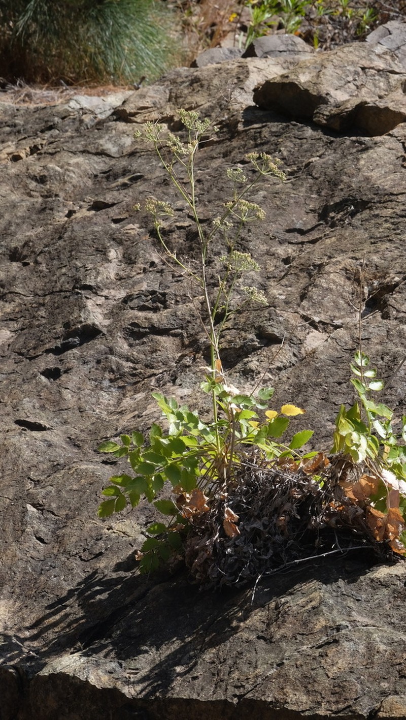Pimpinella cumbrae photo 2