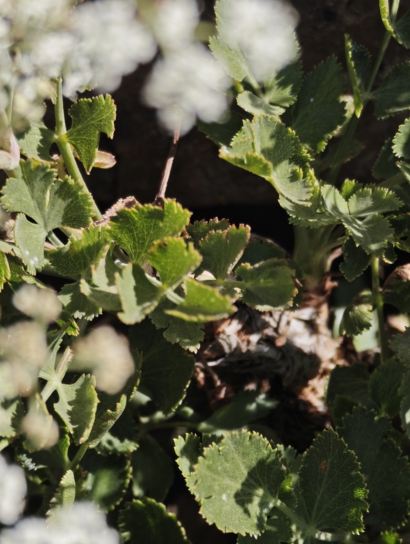 Pimpinella cumbrae photo 3
