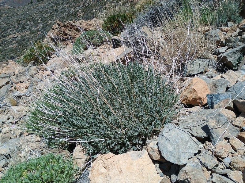 Pimpinella cumbrae photo 4