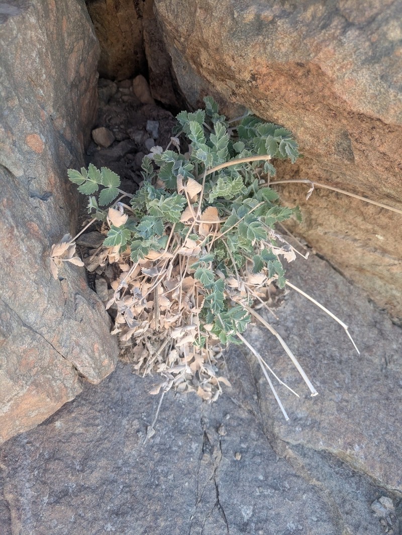 Pimpinella cumbrae photo 5