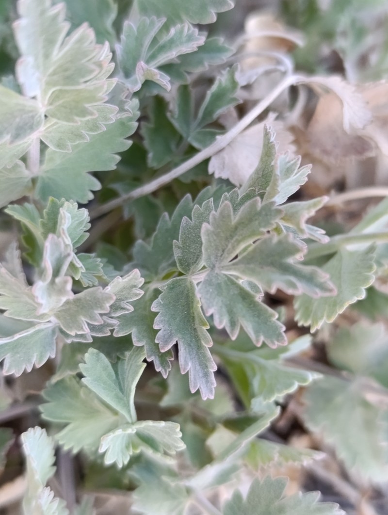 Pimpinella cumbrae photo 6