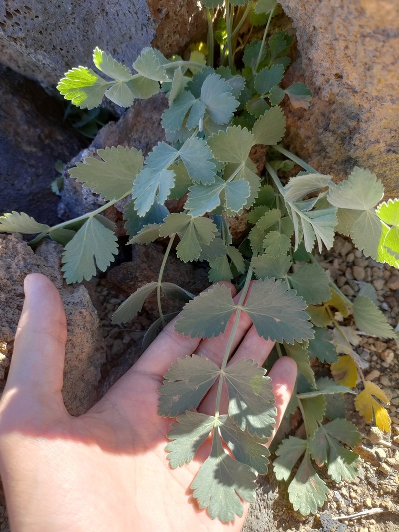 Pimpinella cumbrae photo 7