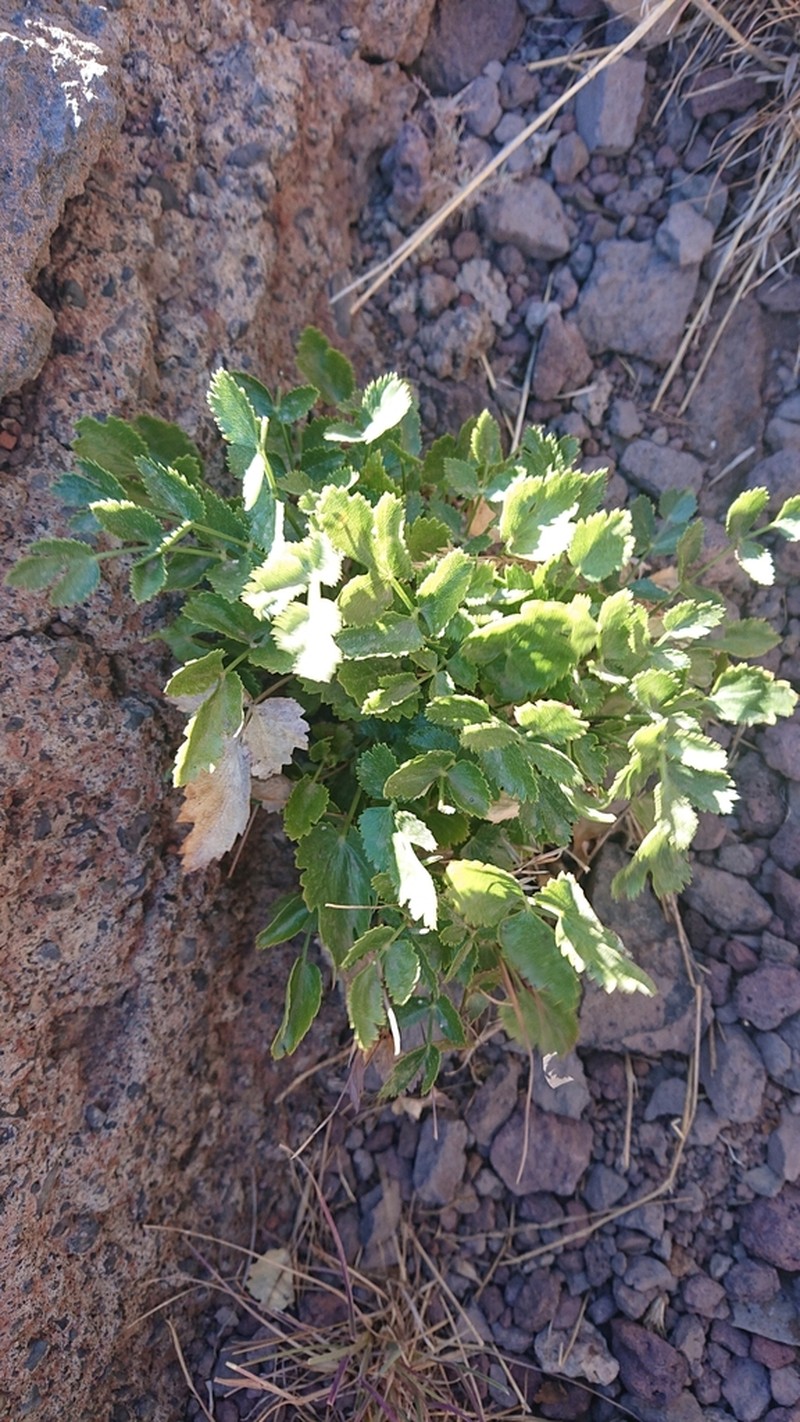Pimpinella cumbrae photo 8