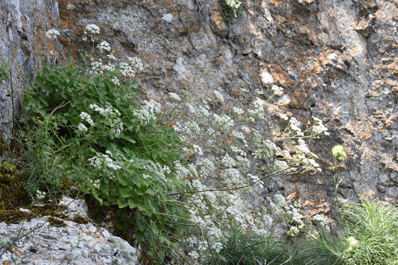 Pimpinella cypria