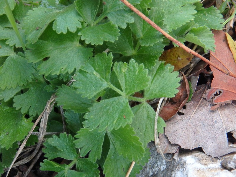 Pimpinella cypria photo 2