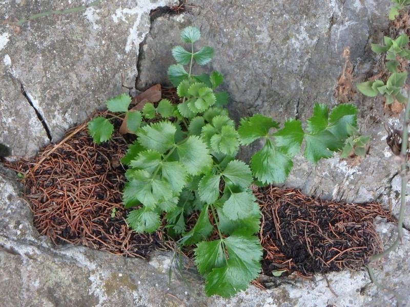 Pimpinella cypria photo 3