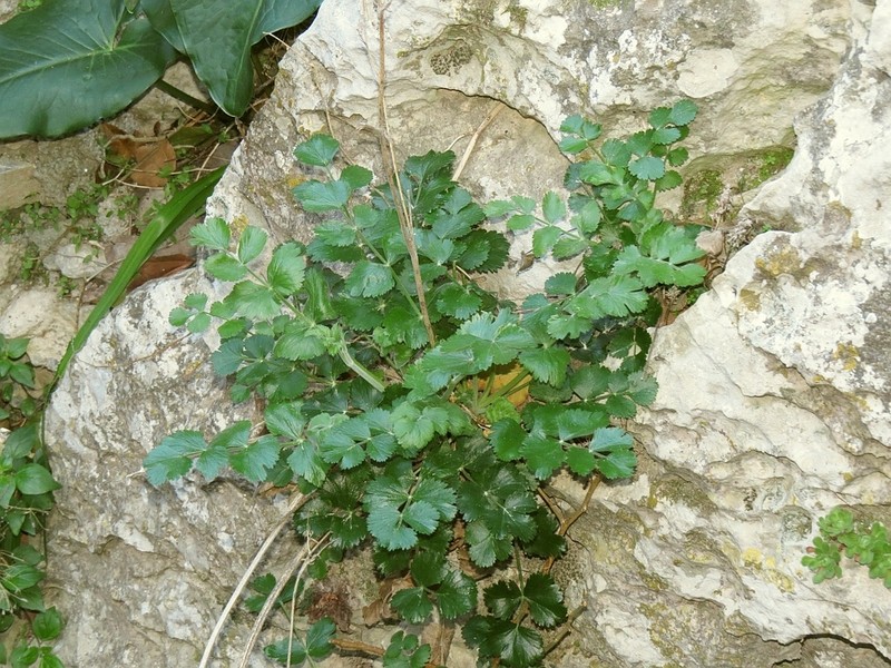 Pimpinella cypria photo 4
