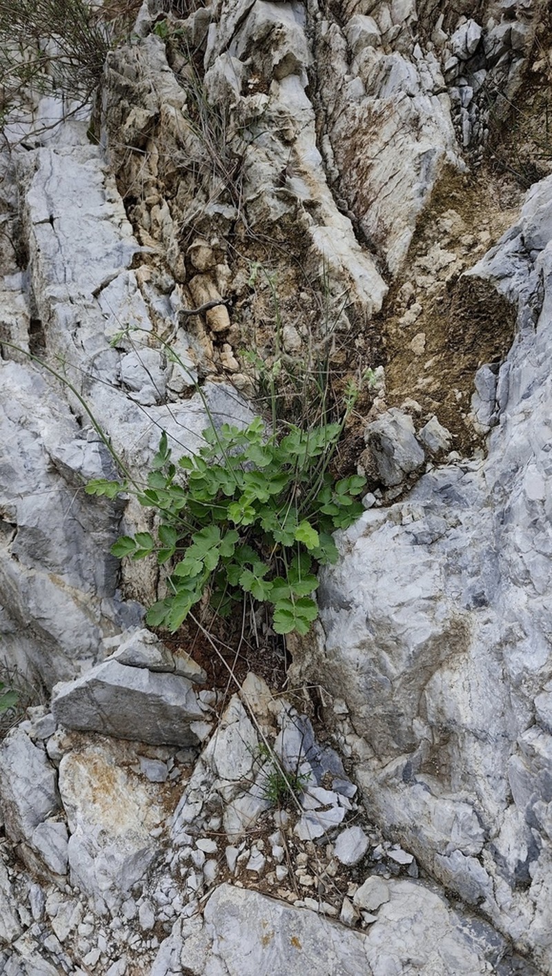 Pimpinella cypria photo 5