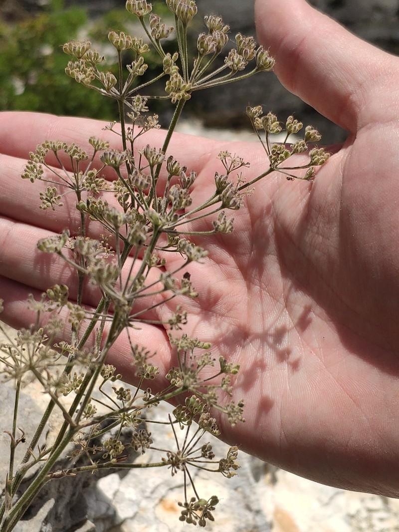Pimpinella cypria photo 6