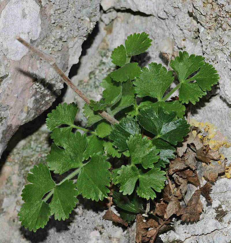 Pimpinella cypria photo 7