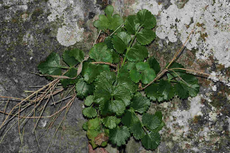 Pimpinella cypria photo 8
