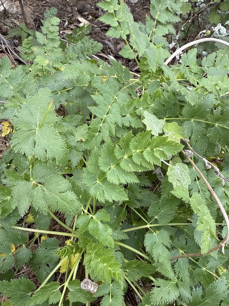 Pimpinella dendroselinum