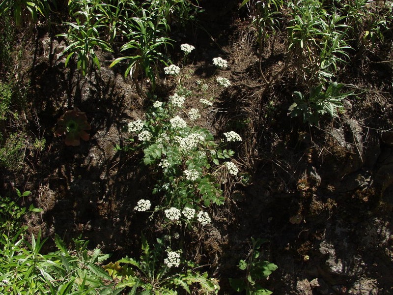 Pimpinella dendroselinum photo 2