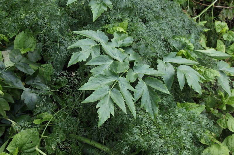 Pimpinella dendroselinum photo 3