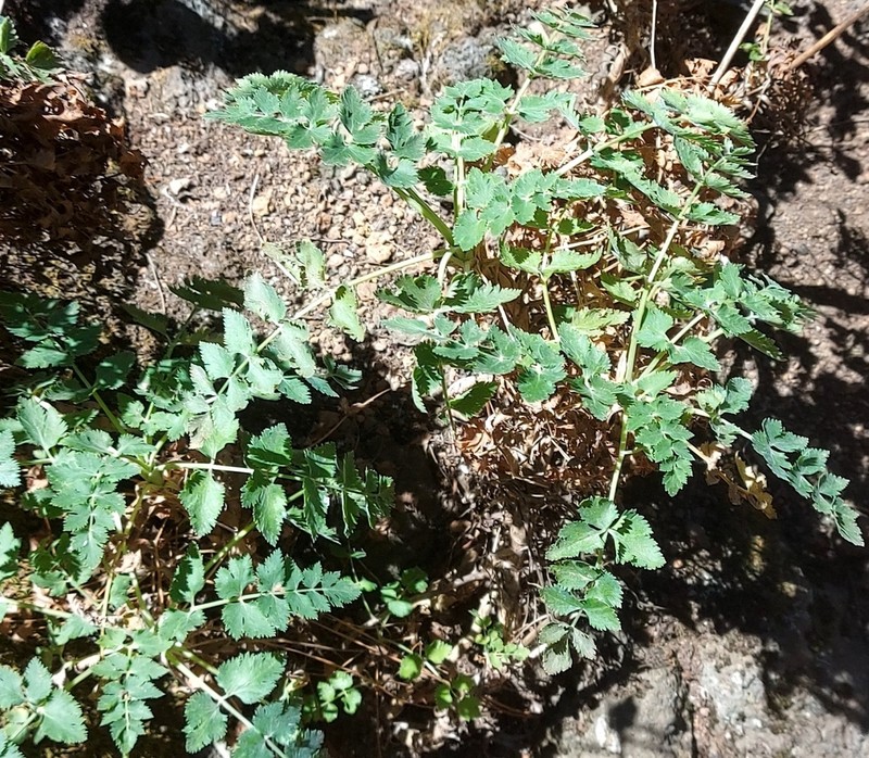 Pimpinella dendroselinum photo 4