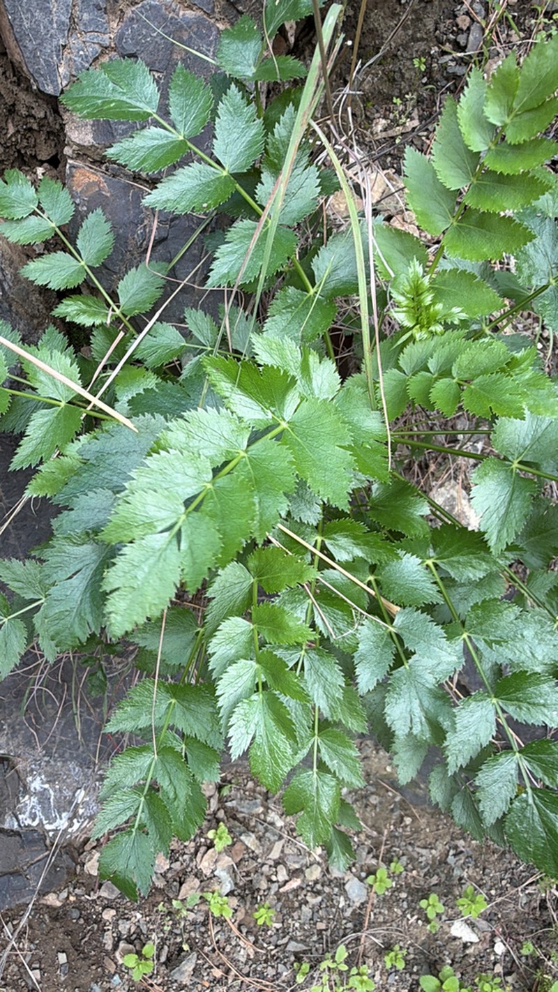 Pimpinella dendroselinum photo 5