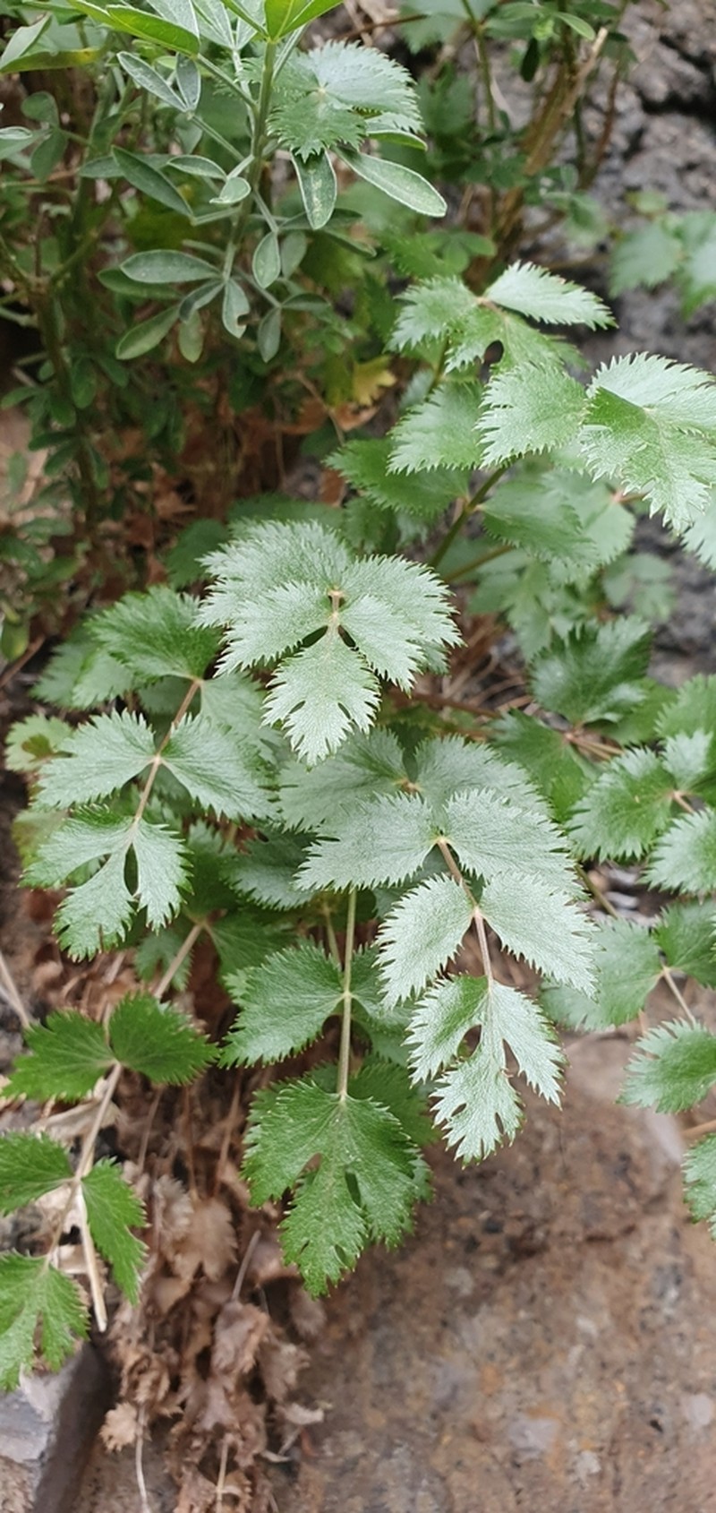 Pimpinella dendroselinum photo 6