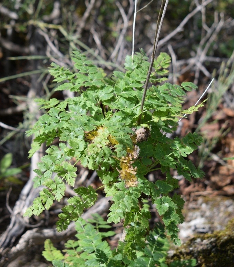 Pimpinella dendroselinum photo 7