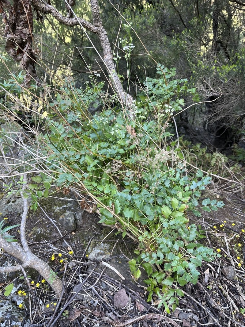 Pimpinella dendroselinum photo 8