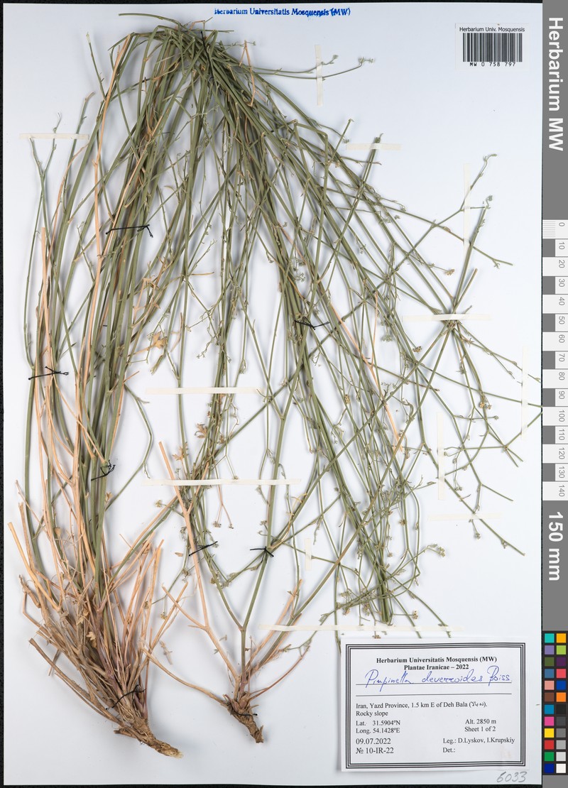 Pimpinella deverroides