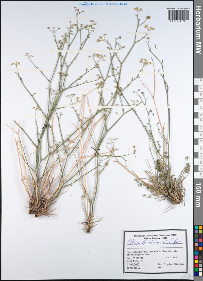 Pimpinella deverroides photo 2