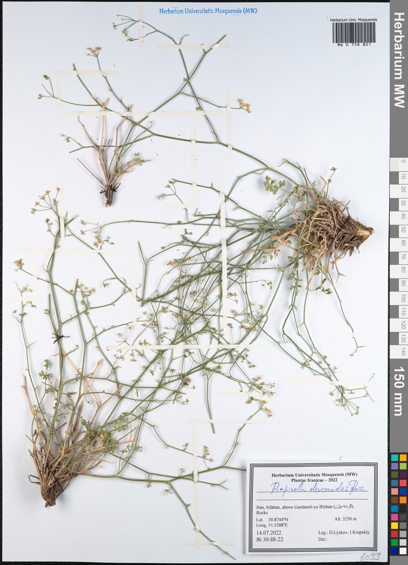 Pimpinella deverroides photo 3