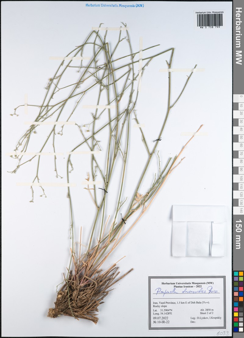 Pimpinella deverroides photo 4