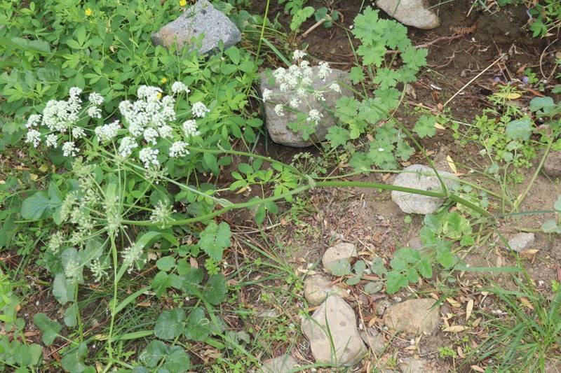 Pimpinella diversifolia