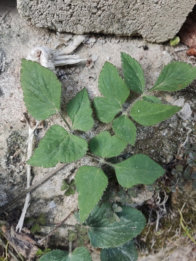 Pimpinella diversifolia photo 3
