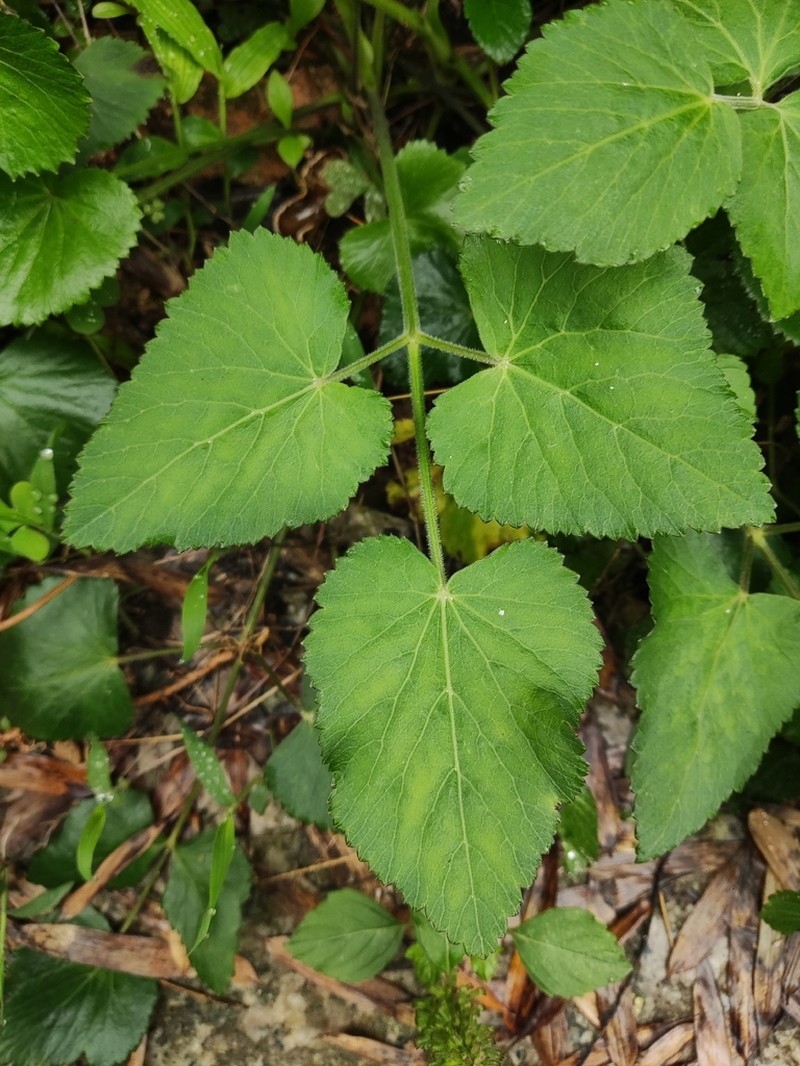 Pimpinella diversifolia photo 4