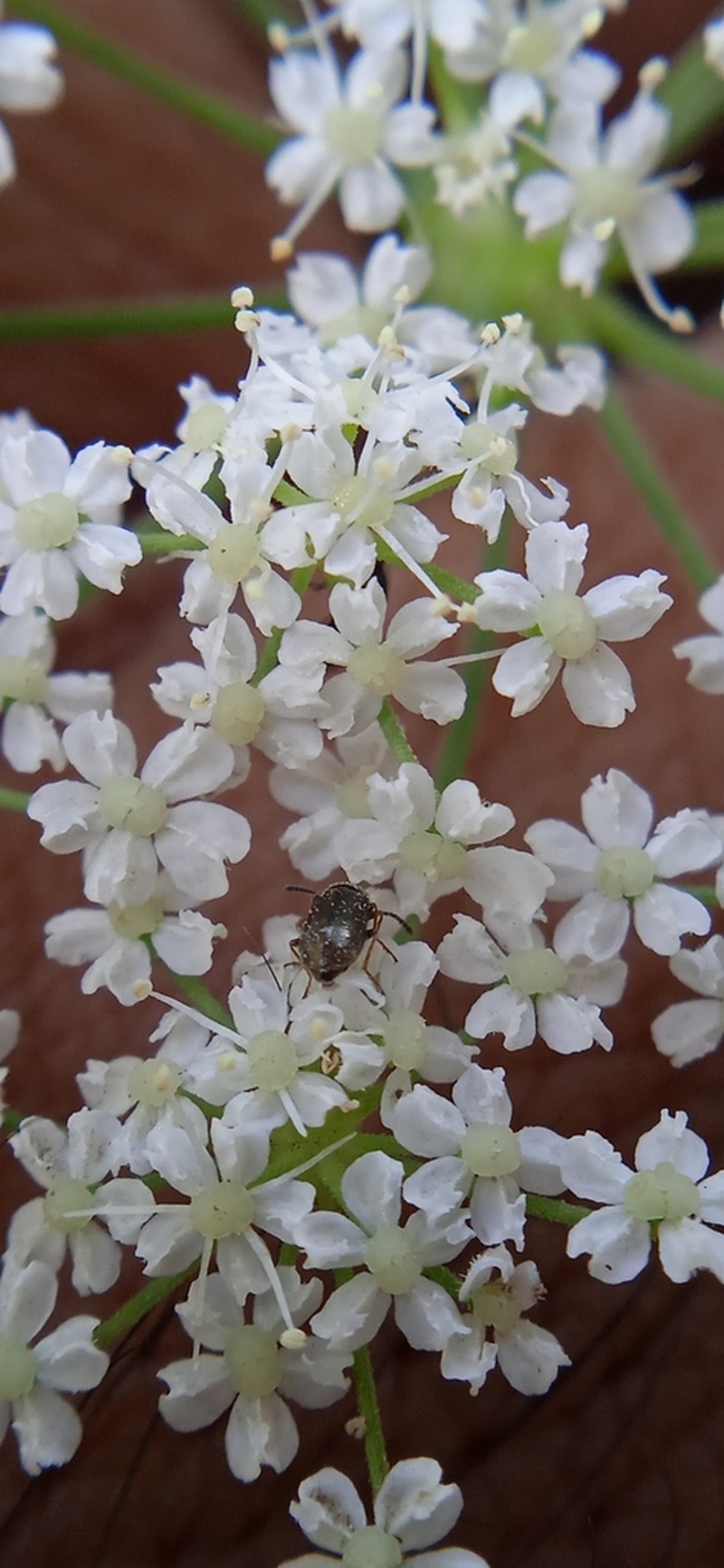 Pimpinella diversifolia photo 5