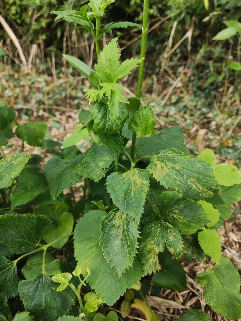 Pimpinella diversifolia photo 6