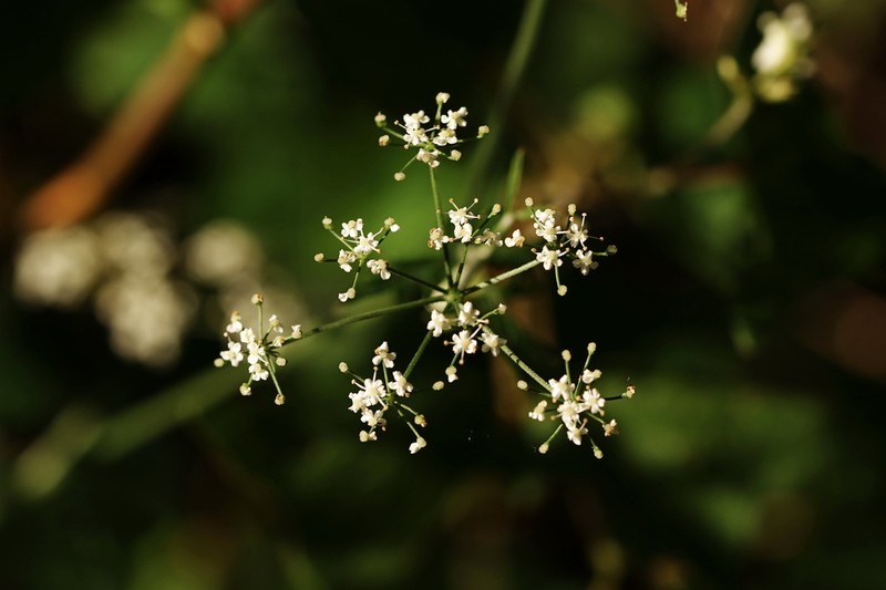 Pimpinella diversifolia photo 7