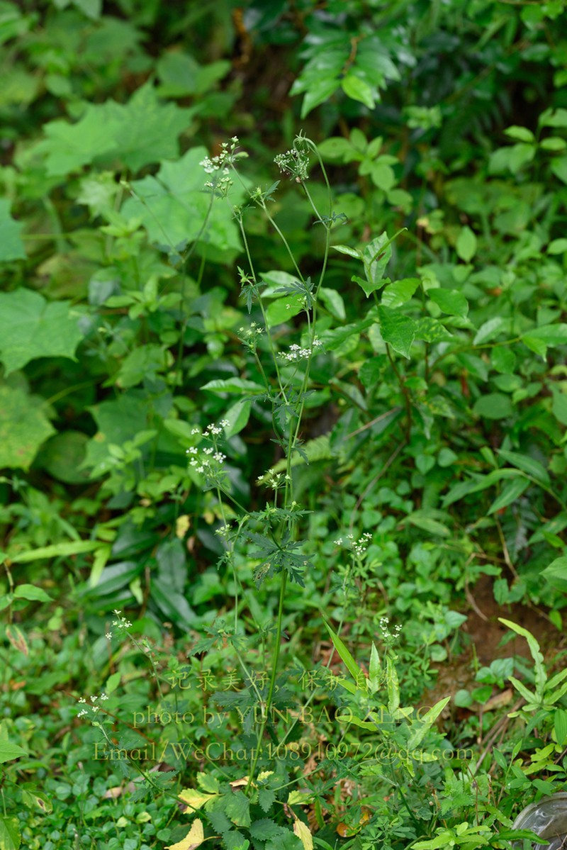 Pimpinella diversifolia photo 8